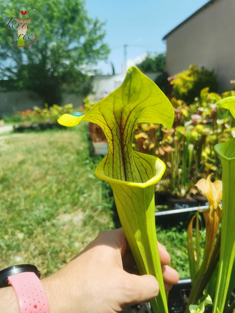 Graines Sarracenia 2025 (SX38 x OP)