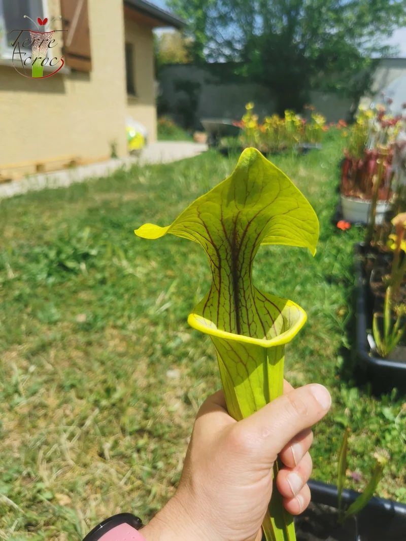 Graines Sarracenia 2025 (SX38 x OP)