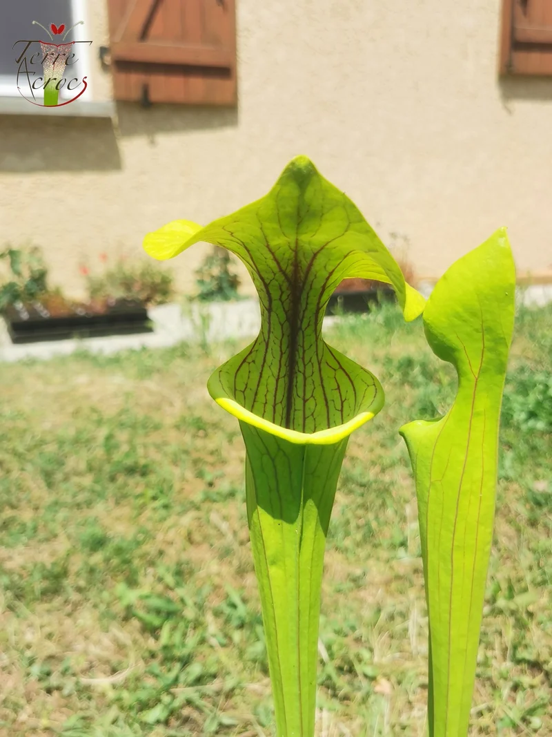 Graines Sarracenia 2025 (SX38 x OP)
