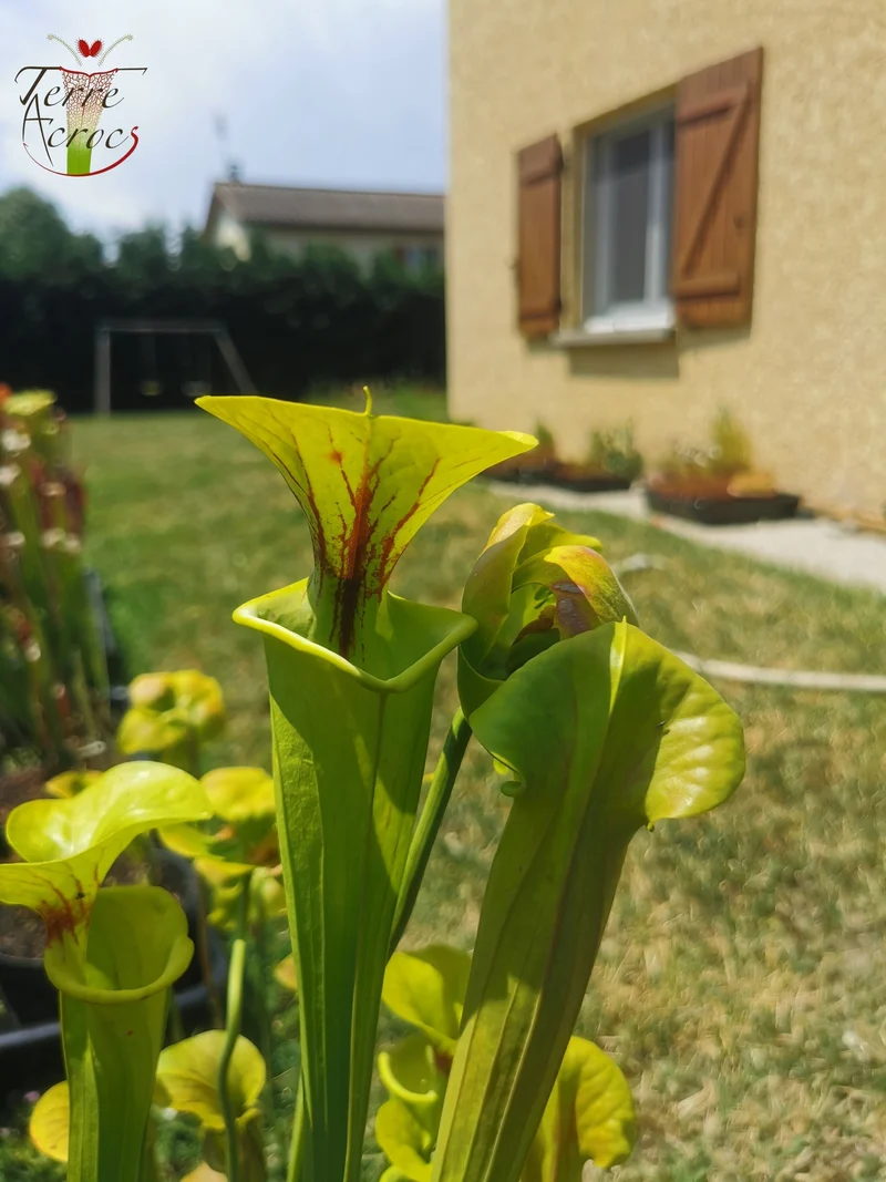 SFF02 Sarracenia flava var. flava -- “Maxima” (Adrian Slack clone) (F11, MK)