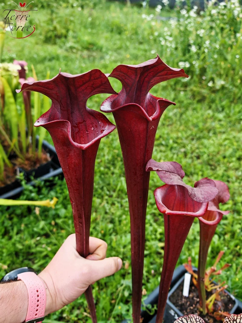 Graines Sarracenia 2025 (SXA01 x OP)