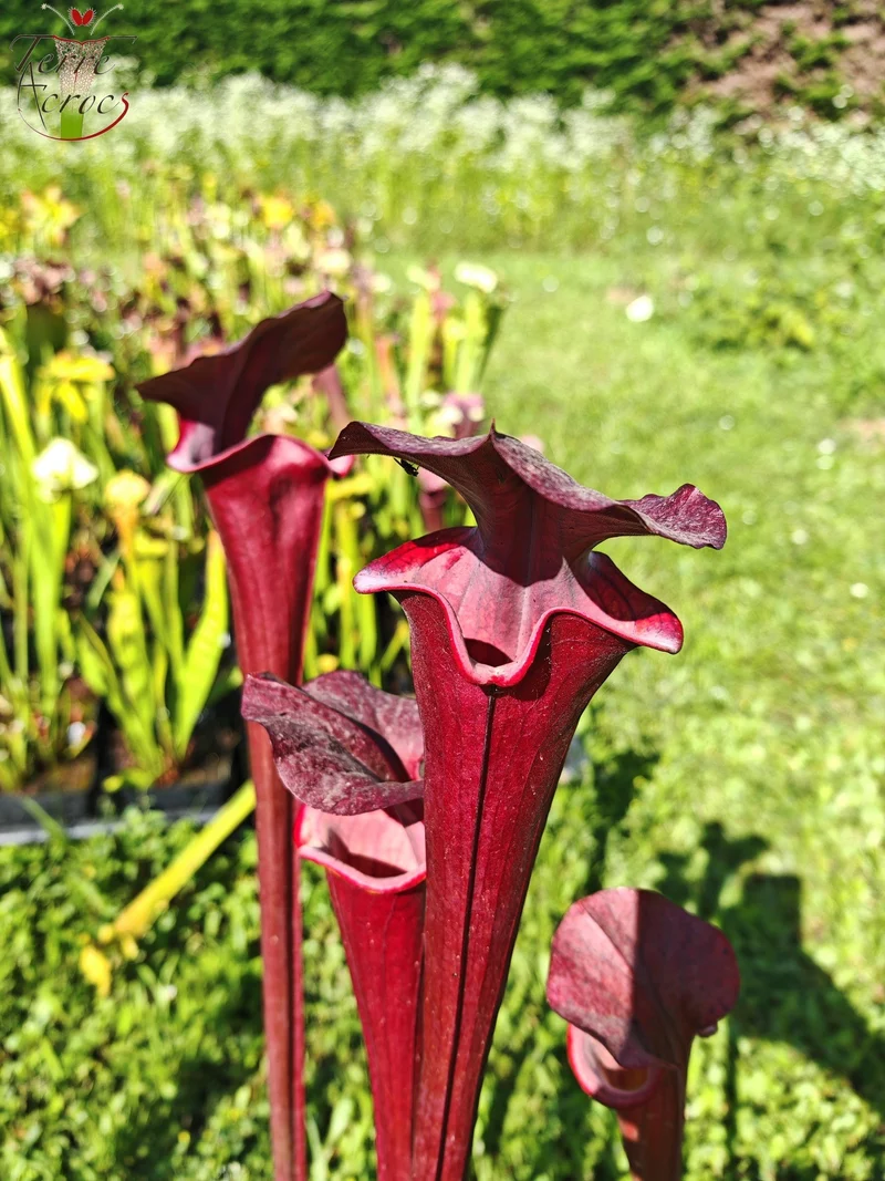 Graines Sarracenia 2025 (SXA01 x OP)