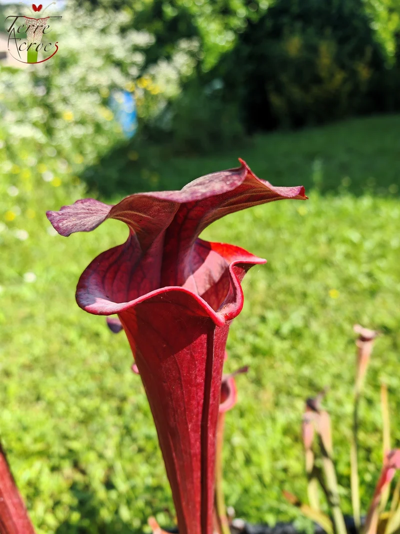 Graines Sarracenia 2025 (SXA01 x OP)