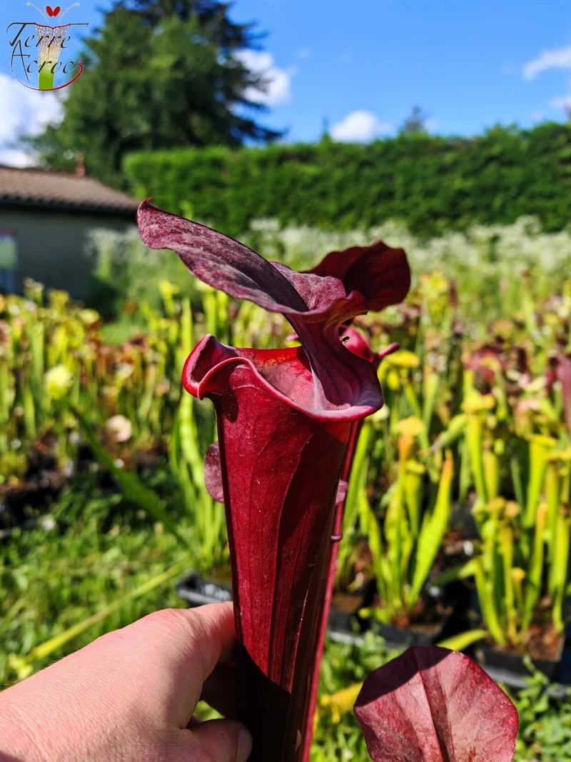 Graines Sarracenia 2025 (SXA01 x OP)