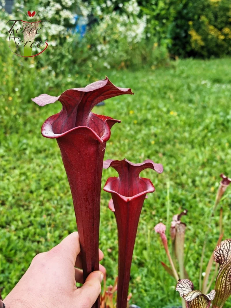 Graines Sarracenia 2025 (SXA01 x OP)