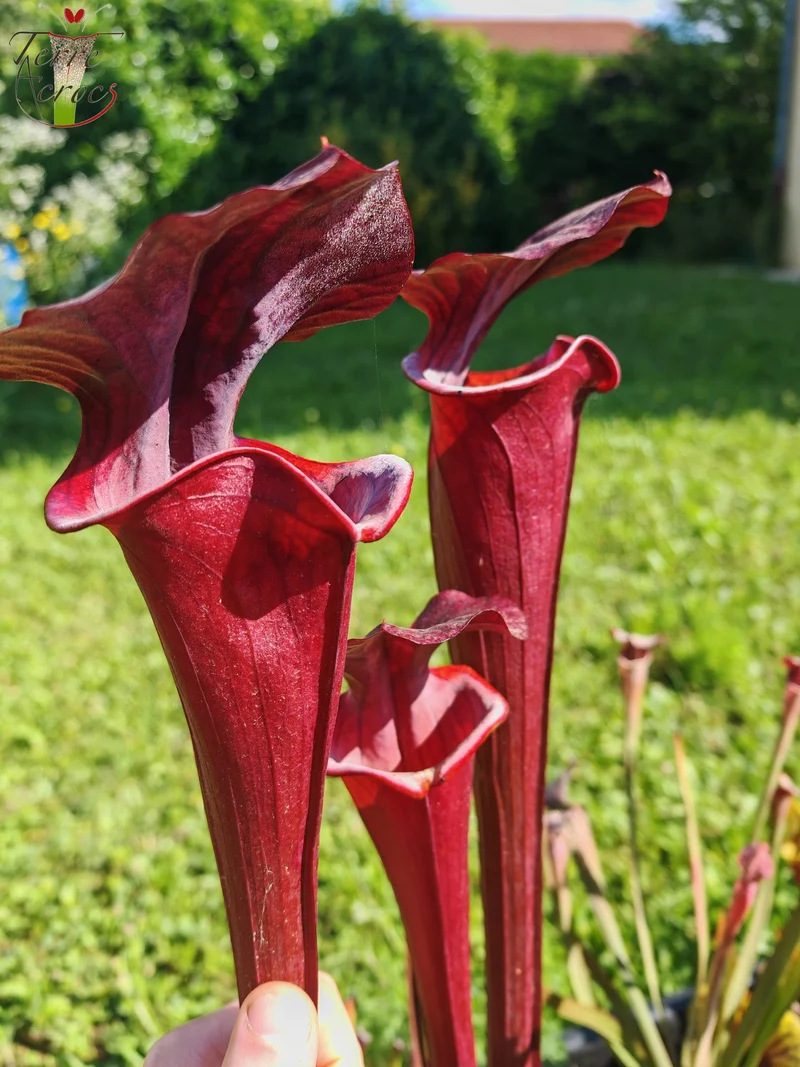 Graines Sarracenia 2025 (SXA01 x OP)
