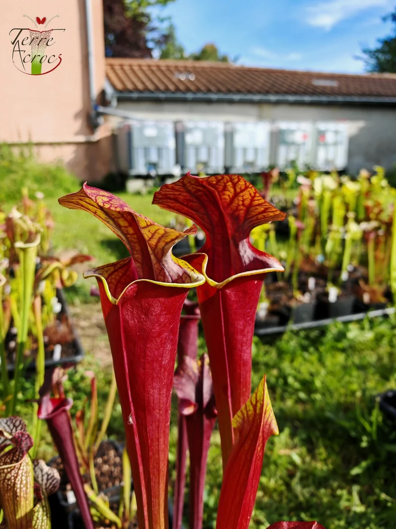 Graines Sarracenia 2025 (SXA01 x OP)