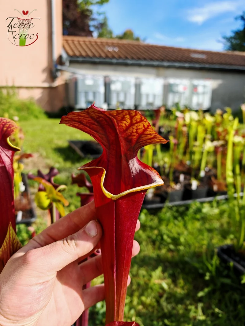 Graines Sarracenia 2025 (SXA01 x OP)