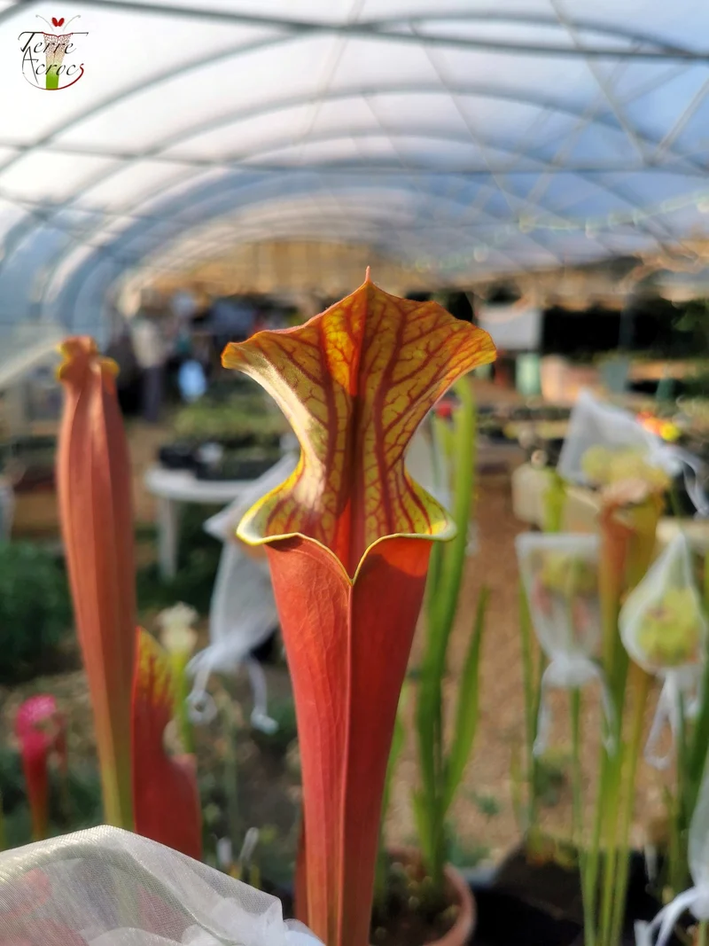 Graines Sarracenia 2025 (SXA01 x OP)