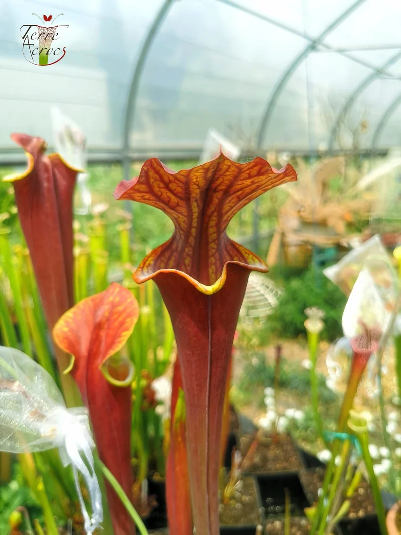 Graines Sarracenia 2025 (SXA01 x OP)