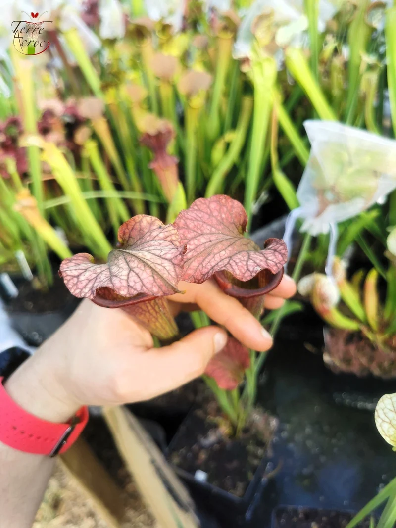 SXF02 Sarracenia x belii -- 'Bordeaux Red Wine' (H212, MK)