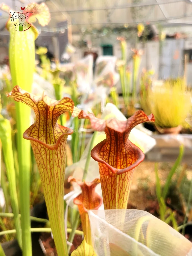 SXF02 Sarracenia x belii -- 'Bordeaux Red Wine' (H212, MK)