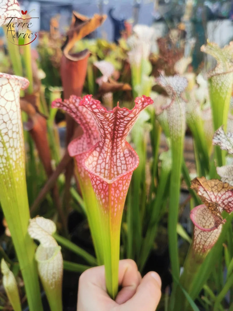 SL07 Sarracenia leucophylla -- "Pink Sheet"