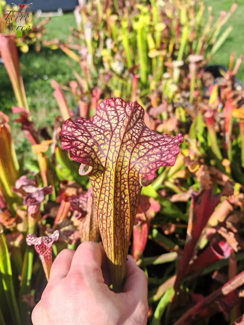 LBOB08 Sarracenia hybride