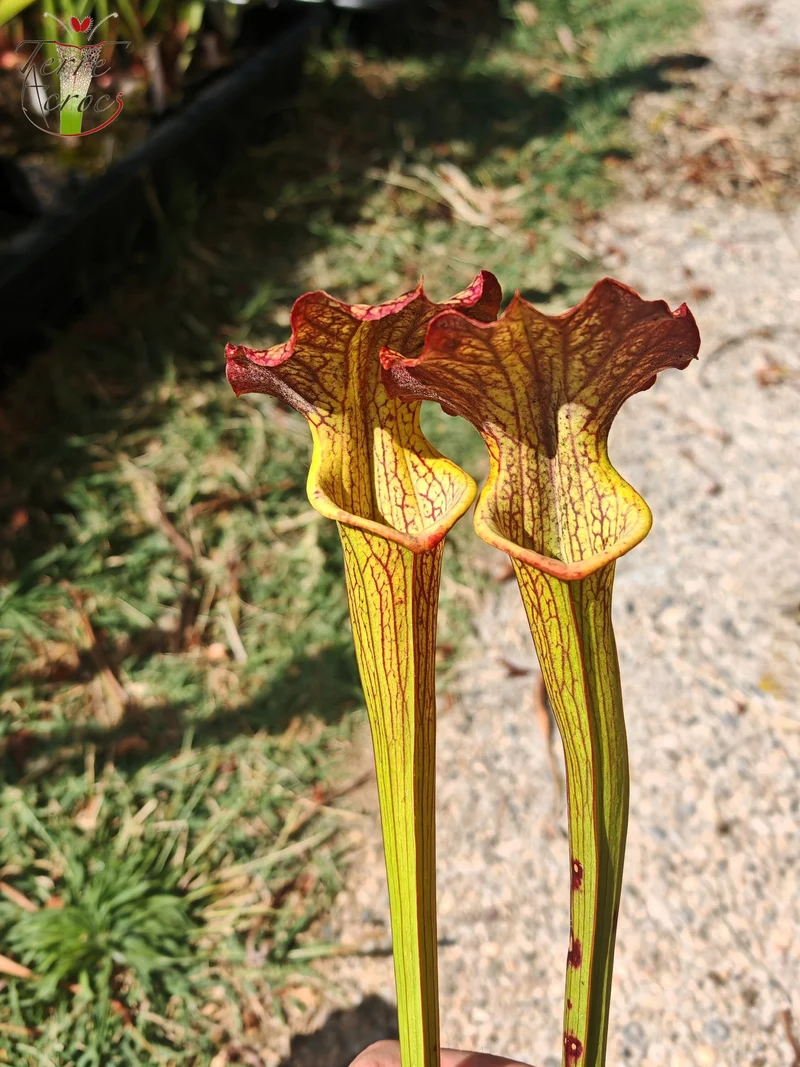 LBOB07 Sarracenia hybride unique