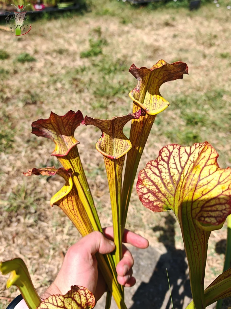 LBOB07 Sarracenia hybride unique