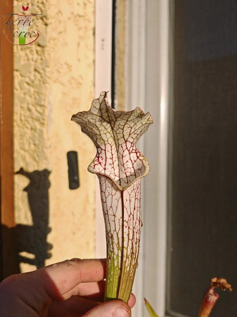 SL26c : Sarracenia leucophylla -- (L32c, MSrba)