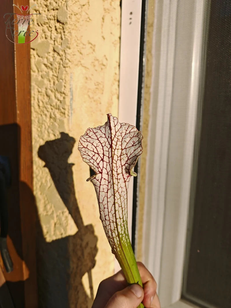 SL26c : Sarracenia leucophylla -- (L32c, MSrba)