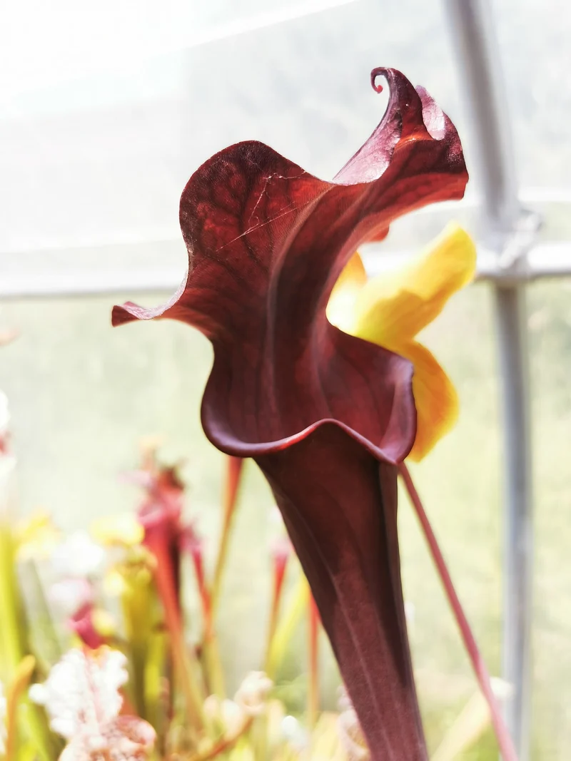 Graines Sarracenia 2025 (SXA02 x OP)