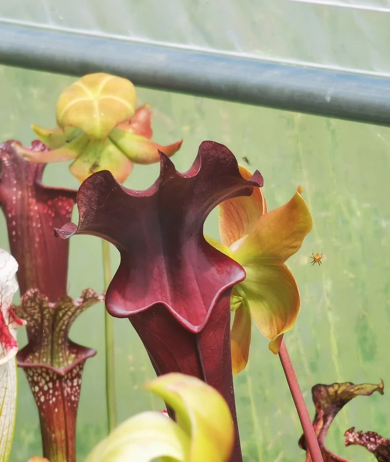 Graines Sarracenia 2025 (SXA02 x OP)