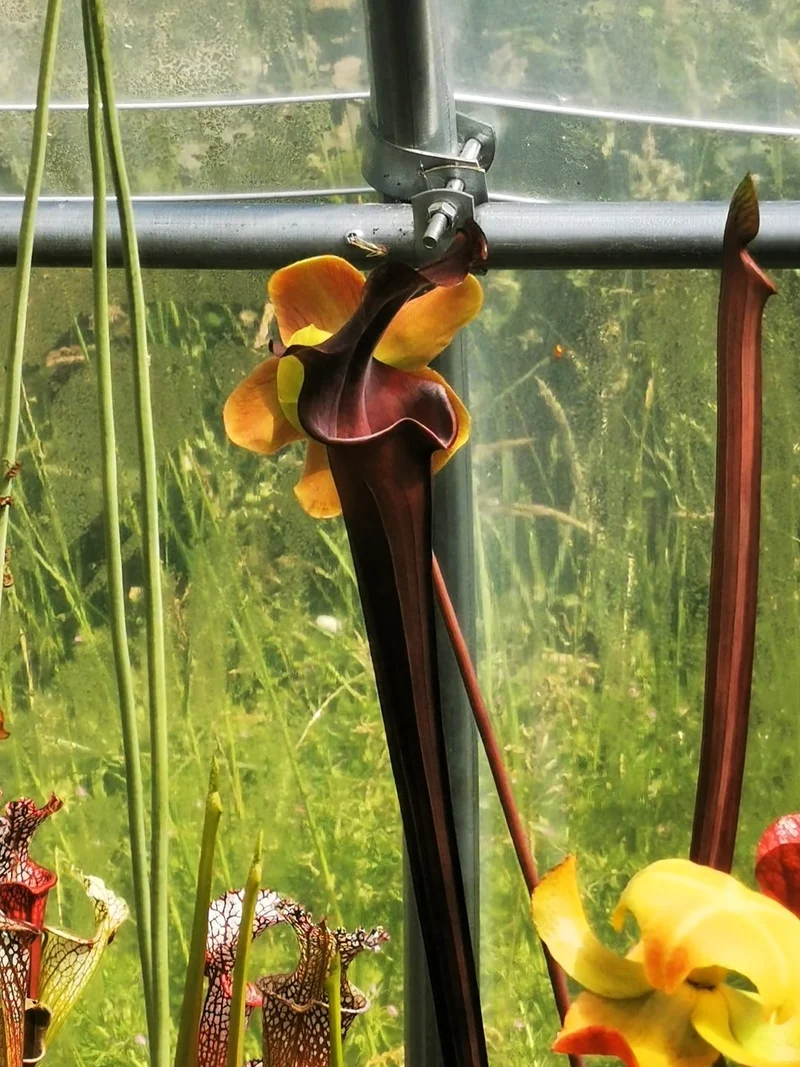 Graines Sarracenia 2025 (SXA02 x OP)