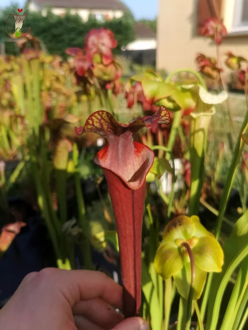Graines Sarracenia 2025 (SXA02 x OP)