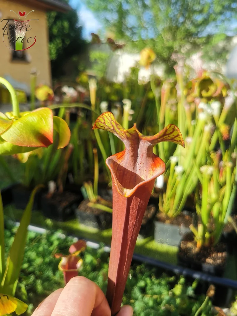 Graines Sarracenia 2025 (SXA02 x OP)
