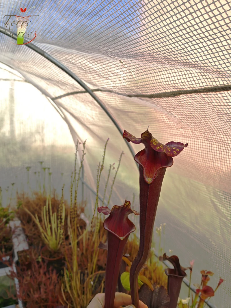 Graines Sarracenia 2025 (SXA02 x OP)