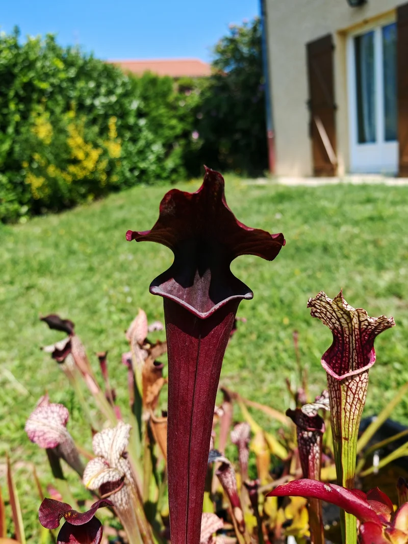 Graines Sarracenia 2025 (SXA02 x OP)