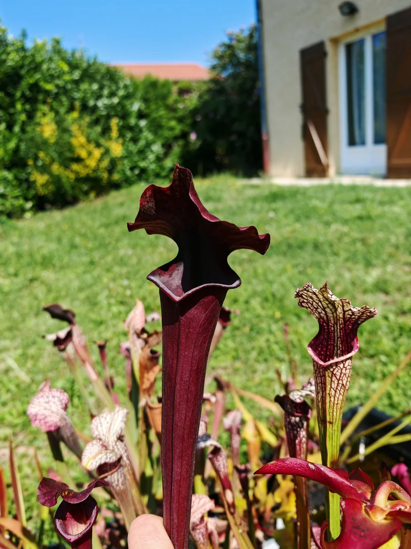 Graines Sarracenia 2025 (SXA02 x OP)