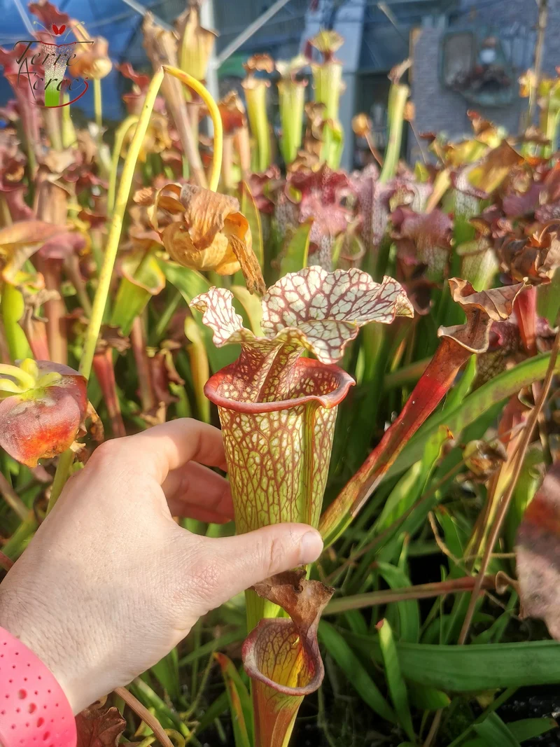Graines Sarracenia 2025 (SX15 x OP)