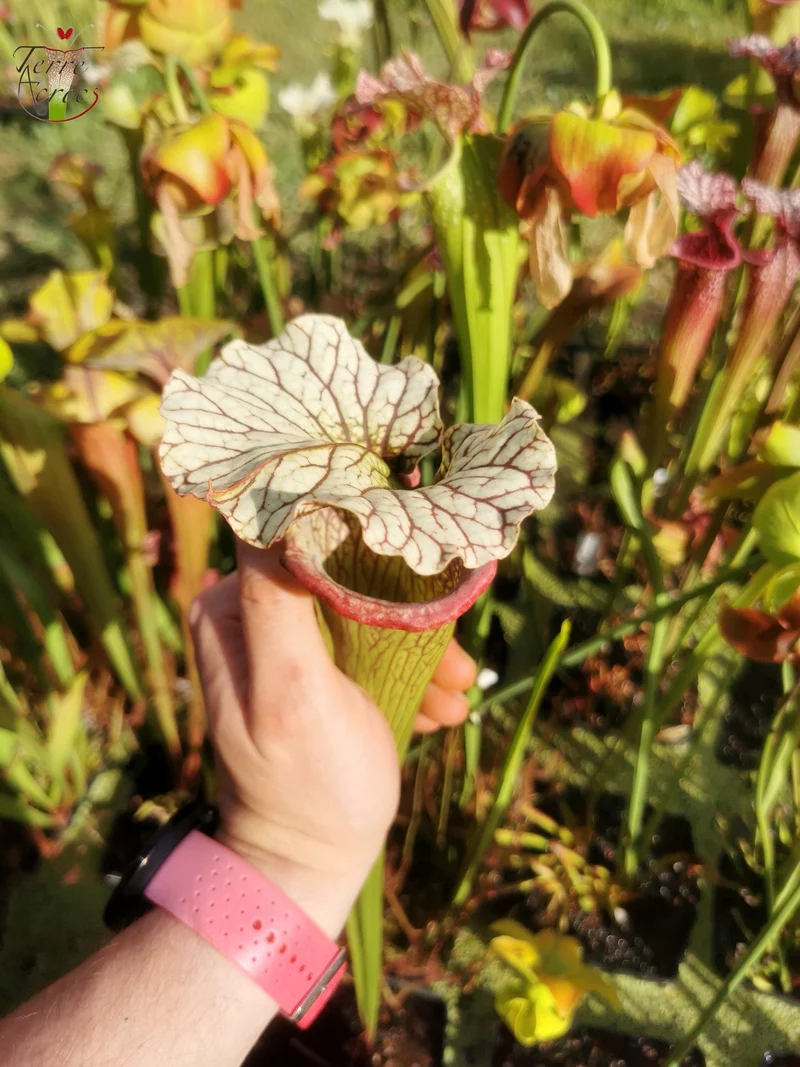 Graines Sarracenia 2025 (SX15 x OP)