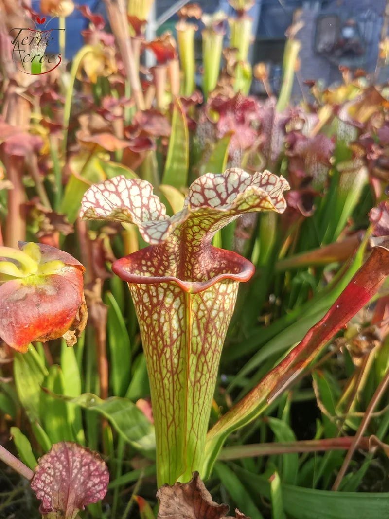Graines Sarracenia 2025 (SX15 x OP)