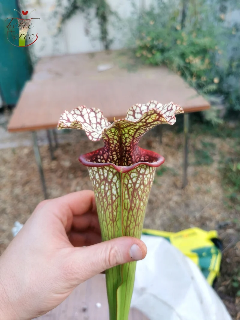 Graines Sarracenia 2025 (SX15 x OP)