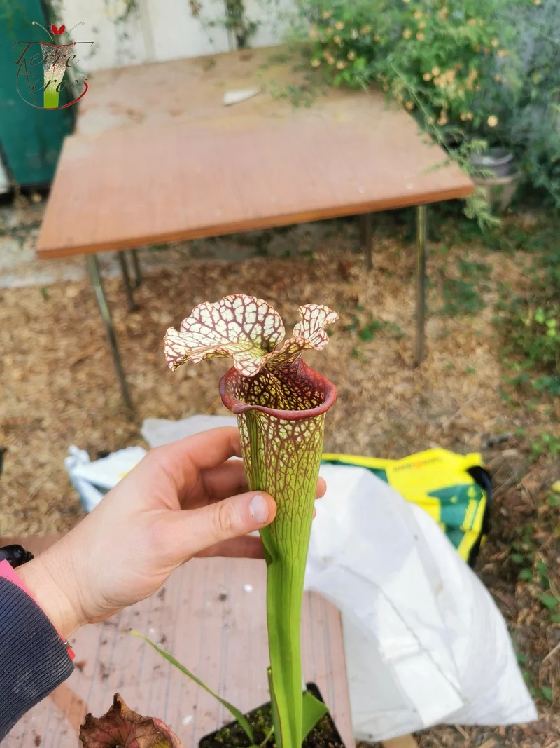 Graines Sarracenia 2025 (SX15 x OP)