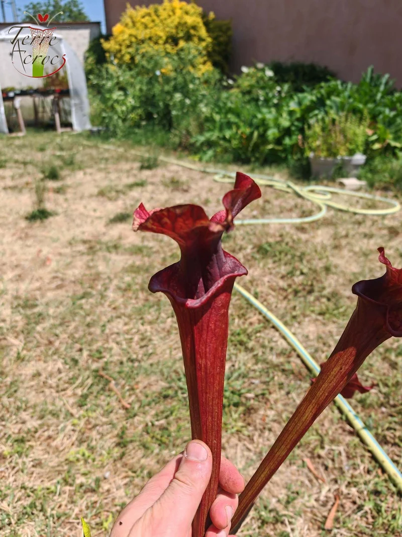 SX33 Sarracenia x 'Reptilian Rose' (H237, MK)