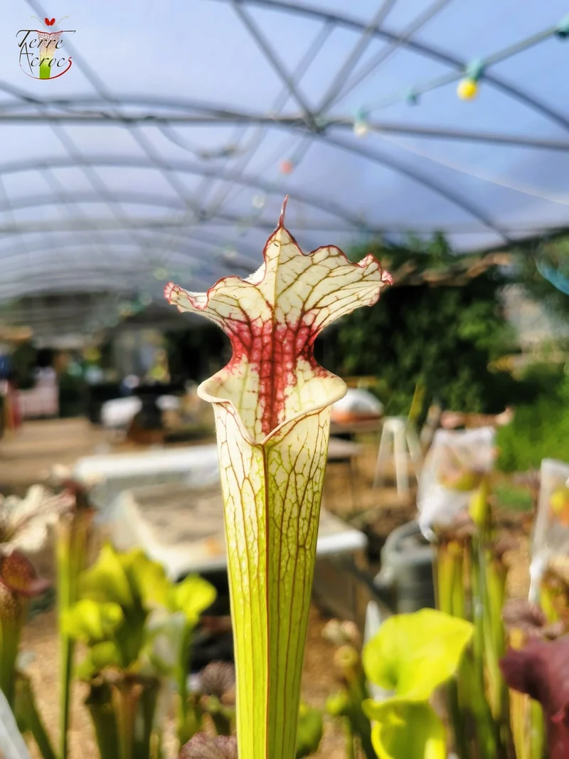 Graines Sarracenia 2025 (SX31 x OP)