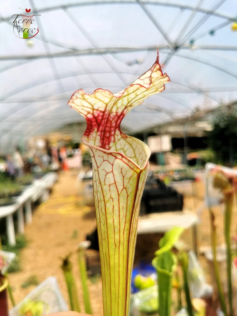 Graines Sarracenia 2025 (SX31 x OP)