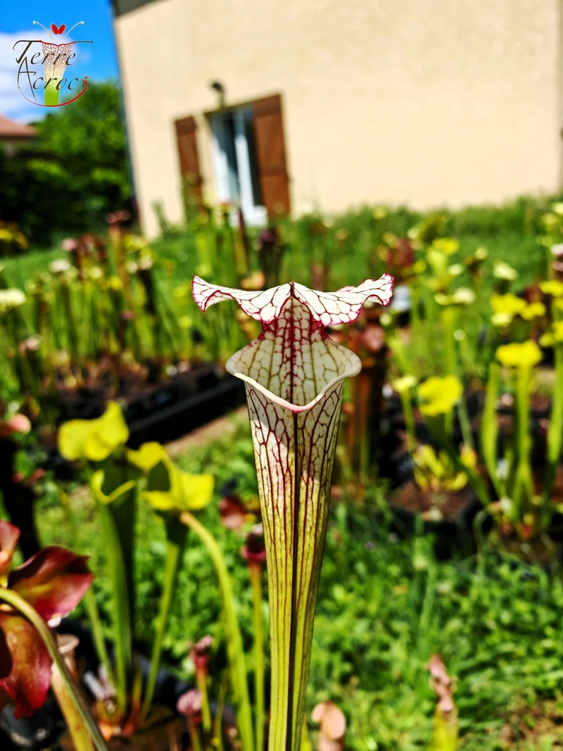 Graines Sarracenia 2025 (SX31 x OP)