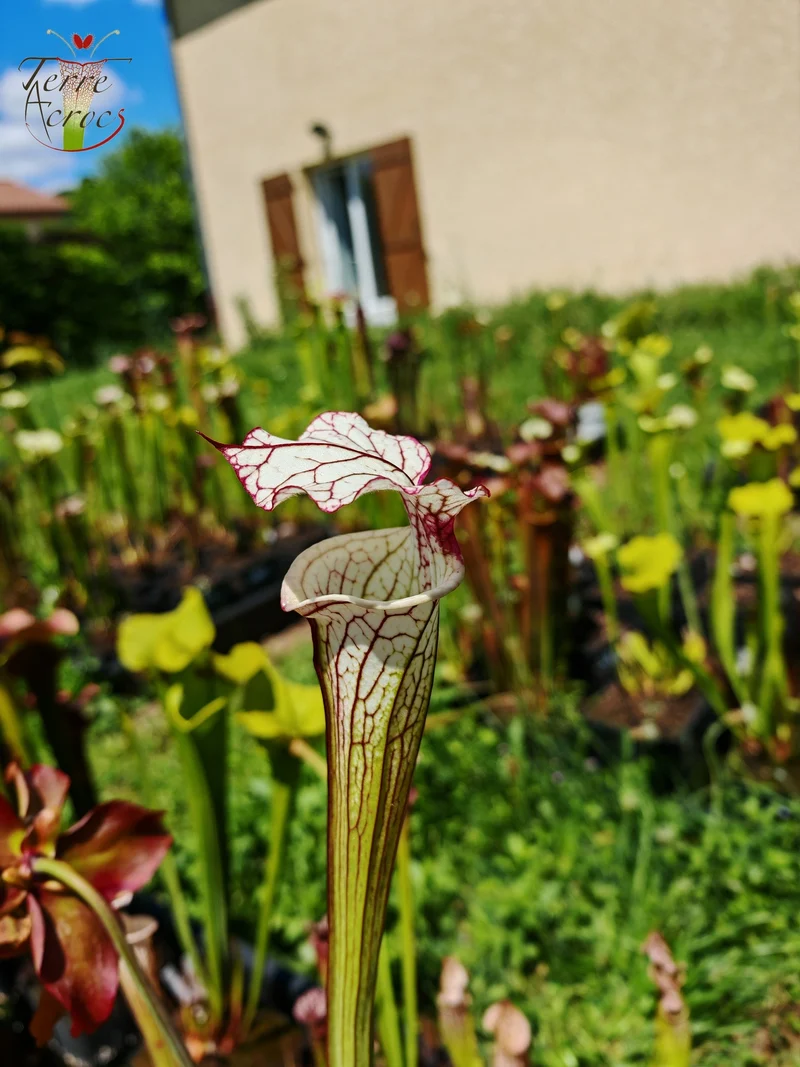 Graines Sarracenia 2025 (SX31 x OP)