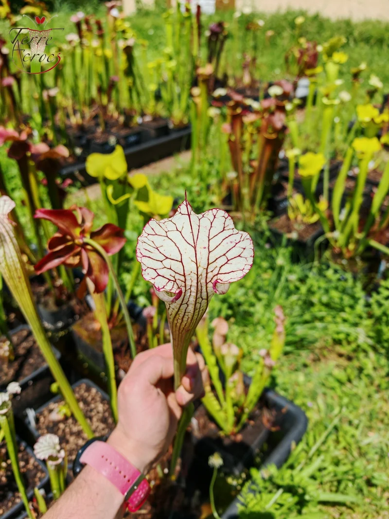 Graines Sarracenia 2025 (SX31 x OP)