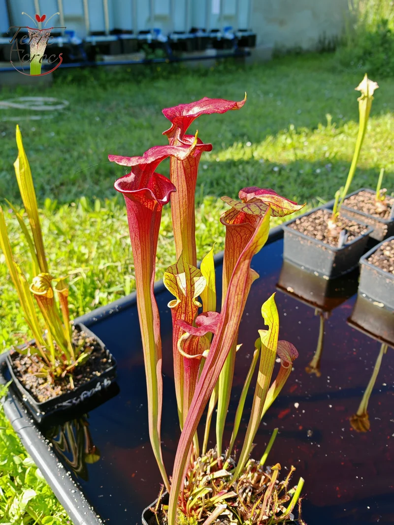 SX36a Sarracenia x (S. x moorei -- "Luben's Red" x S. flava var. ornata)(clone a)