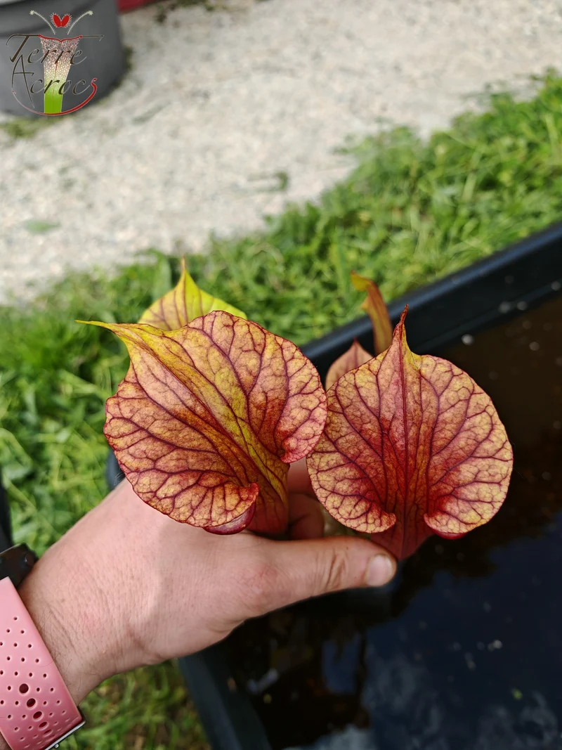 SX36a Sarracenia x (S. x moorei -- "Luben's Red" x S. flava var. ornata)(clone a)