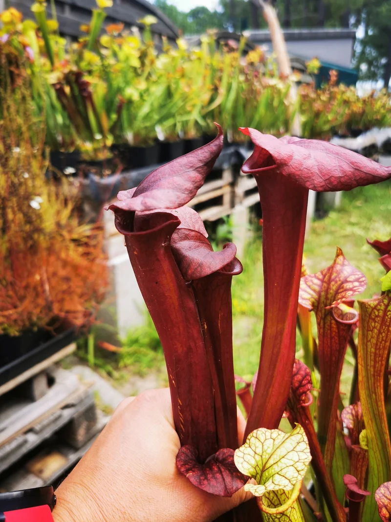 SX36a Sarracenia x (S. x moorei -- "Luben's Red" x S. flava var. ornata)(clone a)