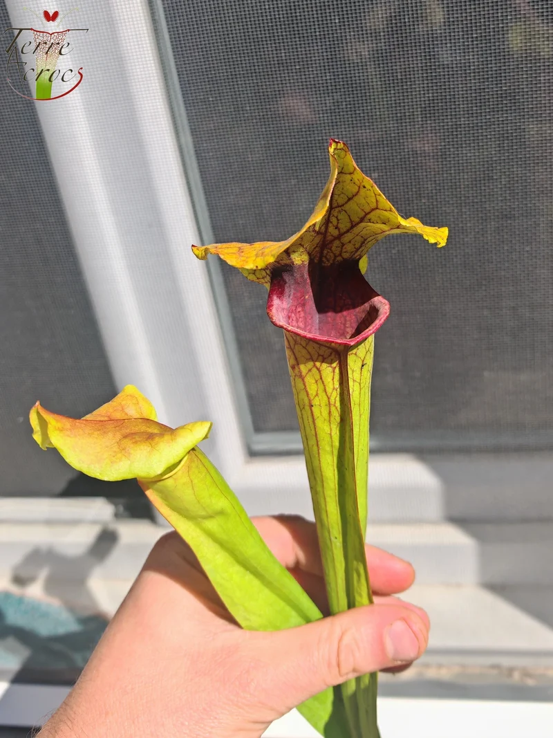 SX22c Sarracenia x (S. flava var. ornata x S. x mitchelliana)(clone c)