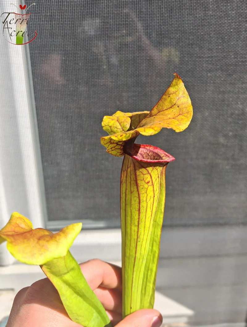 SX22c Sarracenia x (S. flava var. ornata x S. x mitchelliana)(clone c)