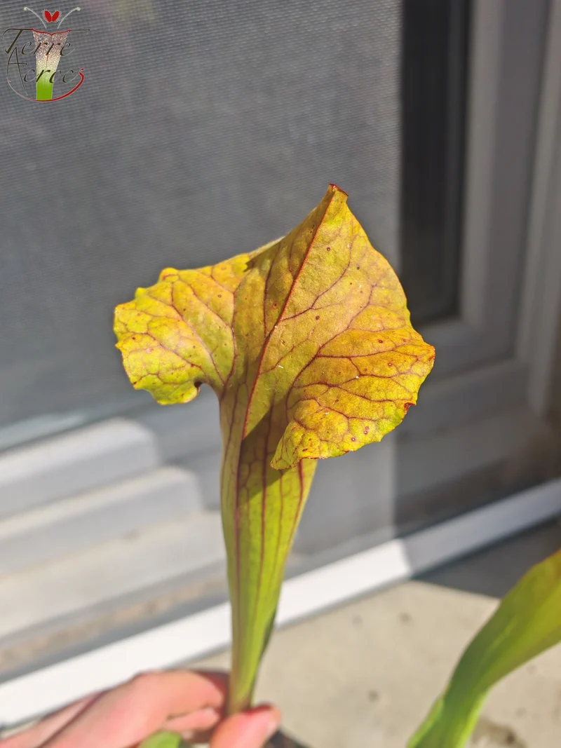 SX22c Sarracenia x (S. flava var. ornata x S. x mitchelliana)(clone c)