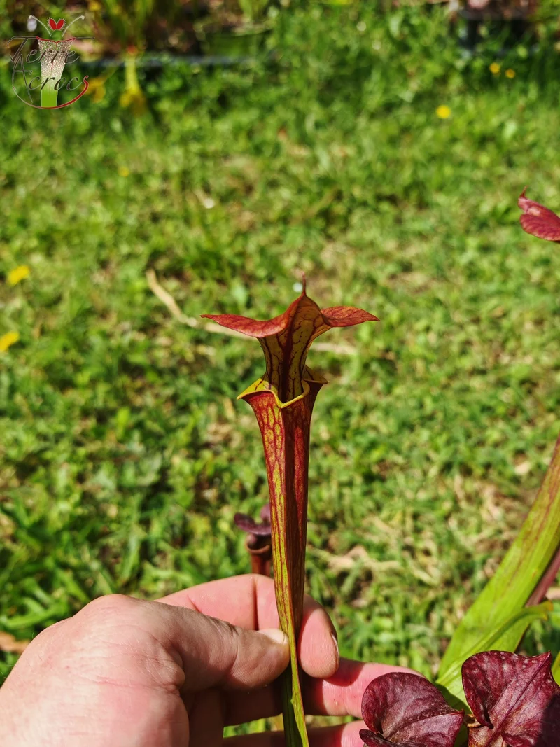 SFX04b : Sarracenia x (S. flava var. cuprea -- Copper top x S. flava var. rubricorpora -- Liberty Co, Fla (Very Dark))