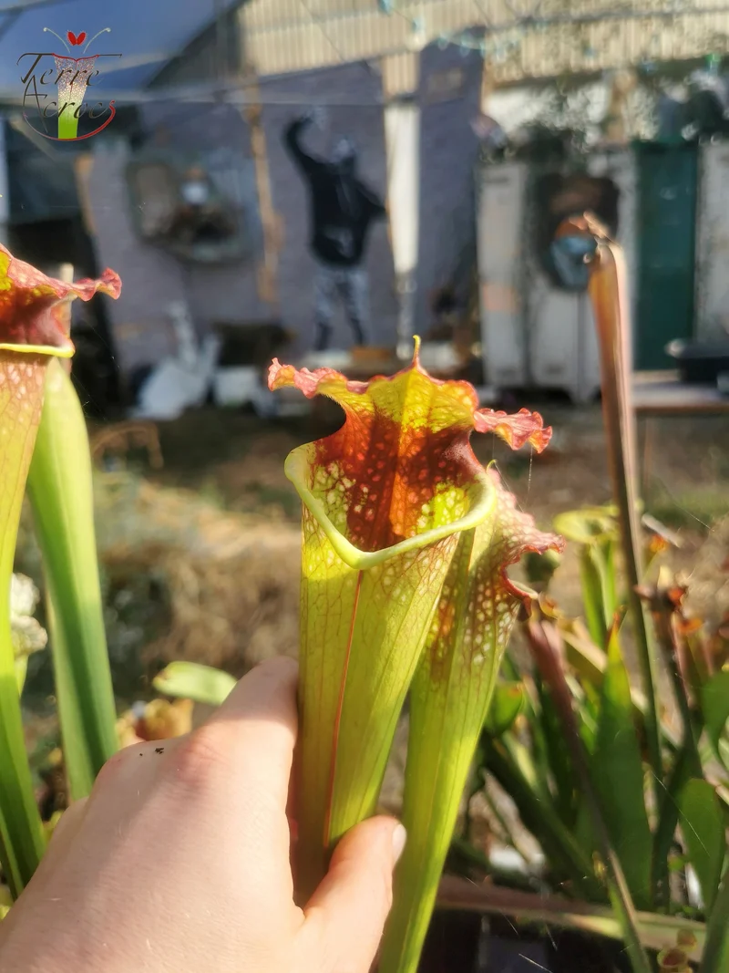 SXM21 Sarracenia x moorei -- "Grosse Tâche"