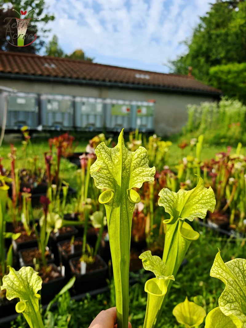 SXM20 Sarracenia x moorei -- -- (flava f. viridescens -- anthocyanin-free x leucophylla f. viridescens -- Green, anthocyanin free)